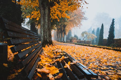 Foto profissional grátis de árvores, assento, atmosfera de outono
