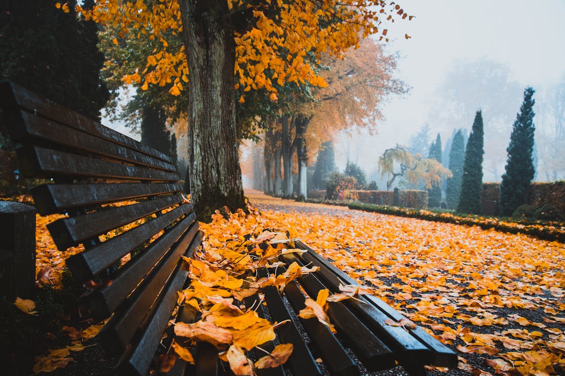 Immagine gratuita di alberi, atmosfera de outono, autunno
