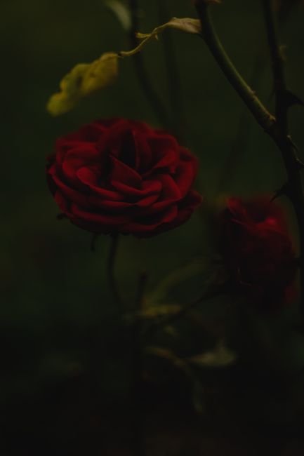 A dark, atmospheric close-up of a red rose against a blurred background, evoking mystery and elegance.