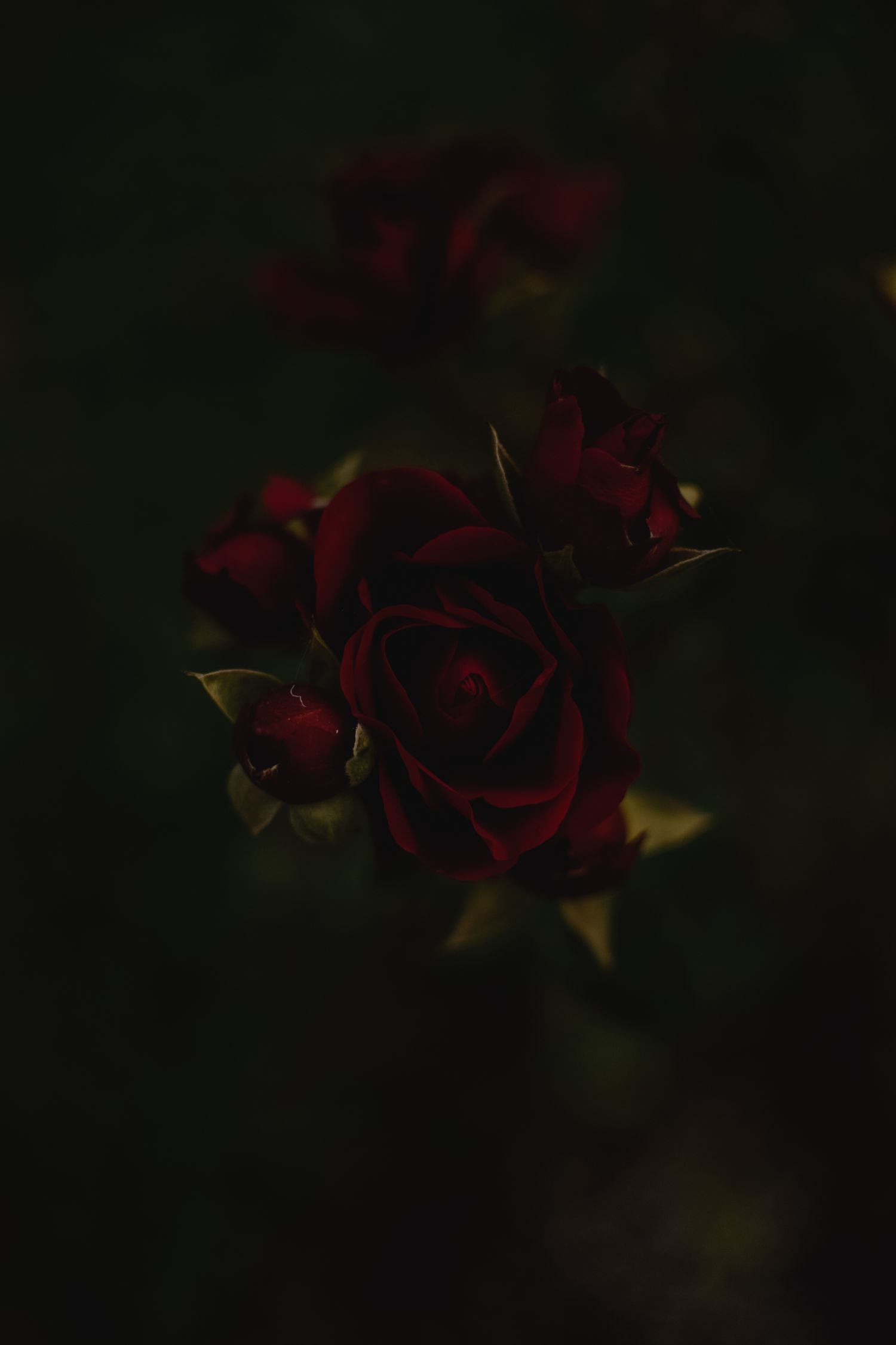 Red Roz Red Rose Flowers in Close Up Photography · Free Stock Photo