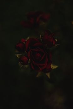 一张背景模糊、盛开着红玫瑰的黑暗而喜怒无常的特写镜头