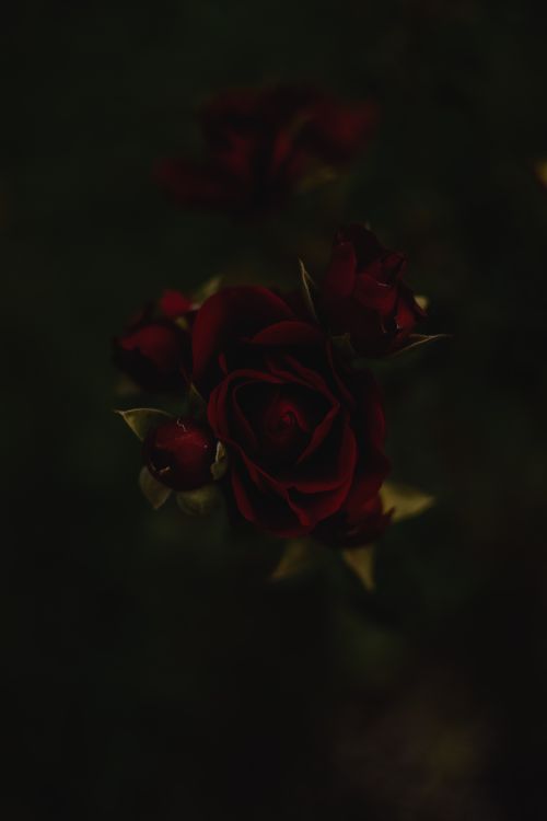 Free A dark and moody close-up shot of blooming red roses with blurred background. Stock Photo