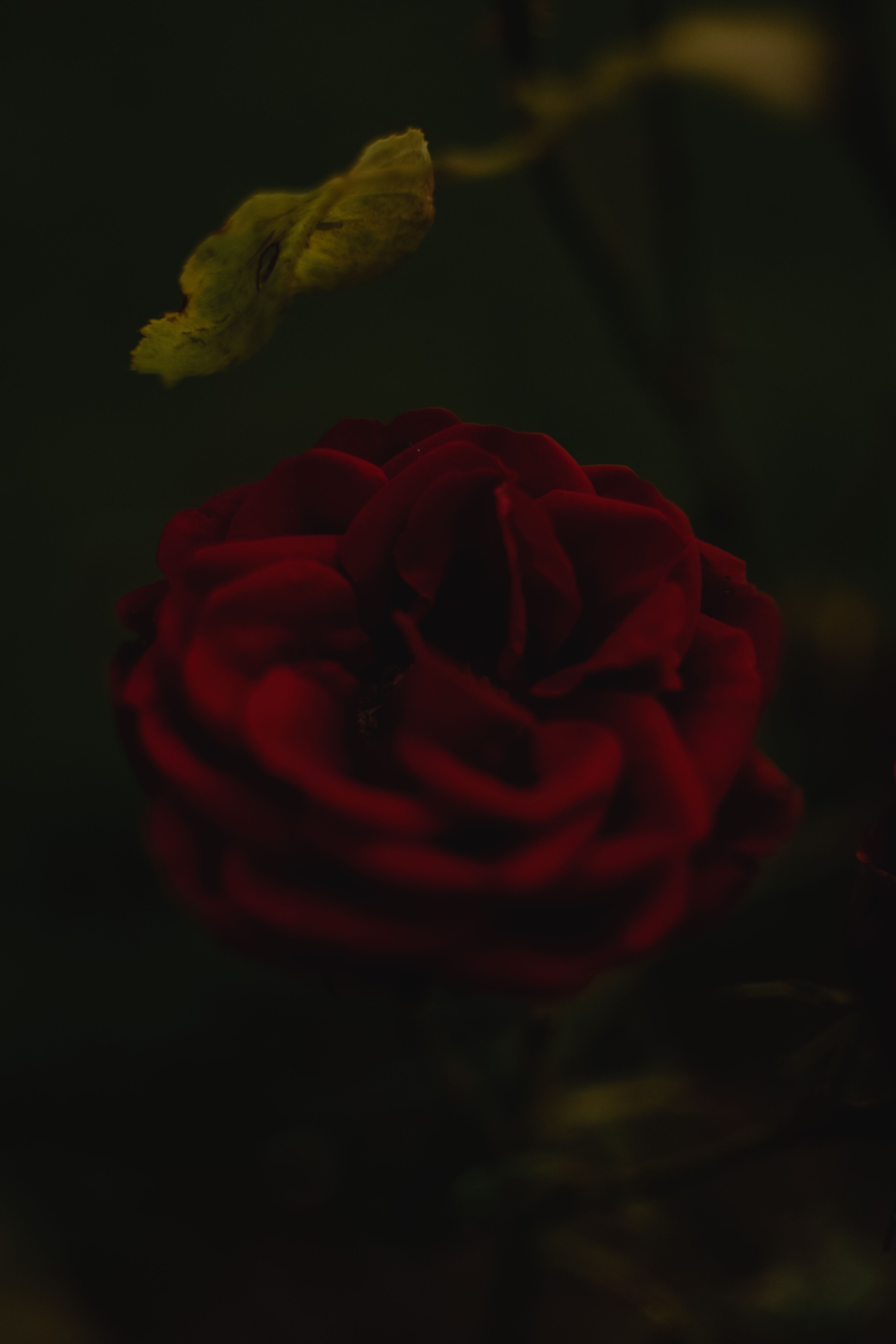 一朵红玫瑰的特写镜头生动而喜怒无常，模糊的背景突出了它的花瓣