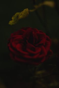 一朵红玫瑰的特写镜头生动而喜怒无常，模糊的背景突出了它的花瓣