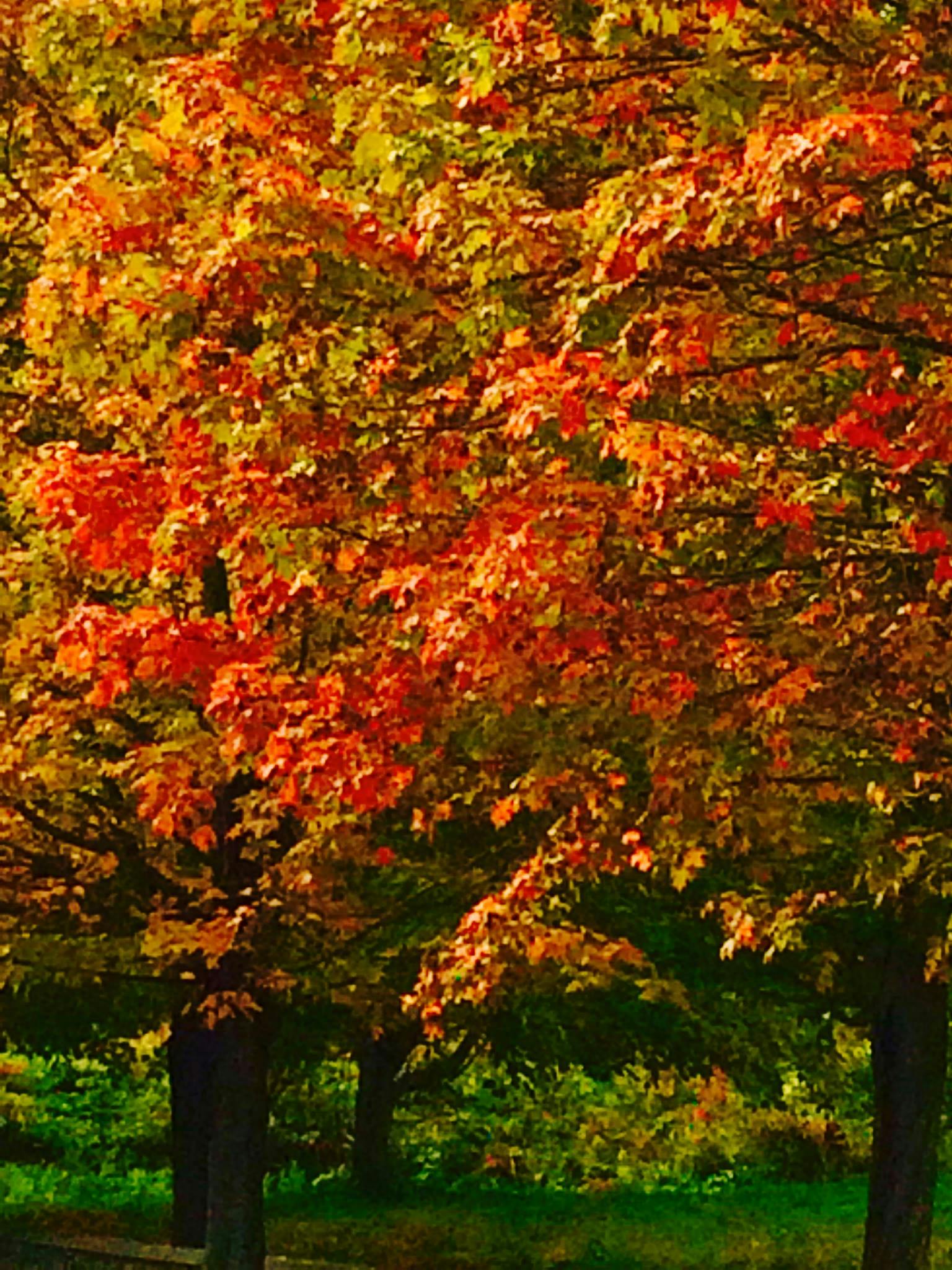 Free stock photo from Jo Ann · Pexels