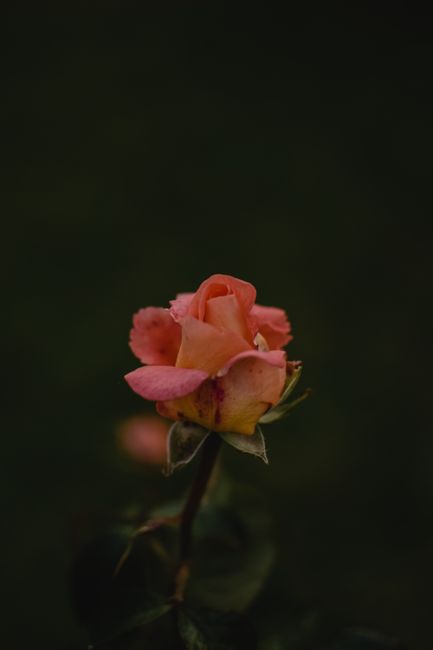 Close-up of a pink rose bud with a blurred dark background, showcasing nature's delicate beauty.