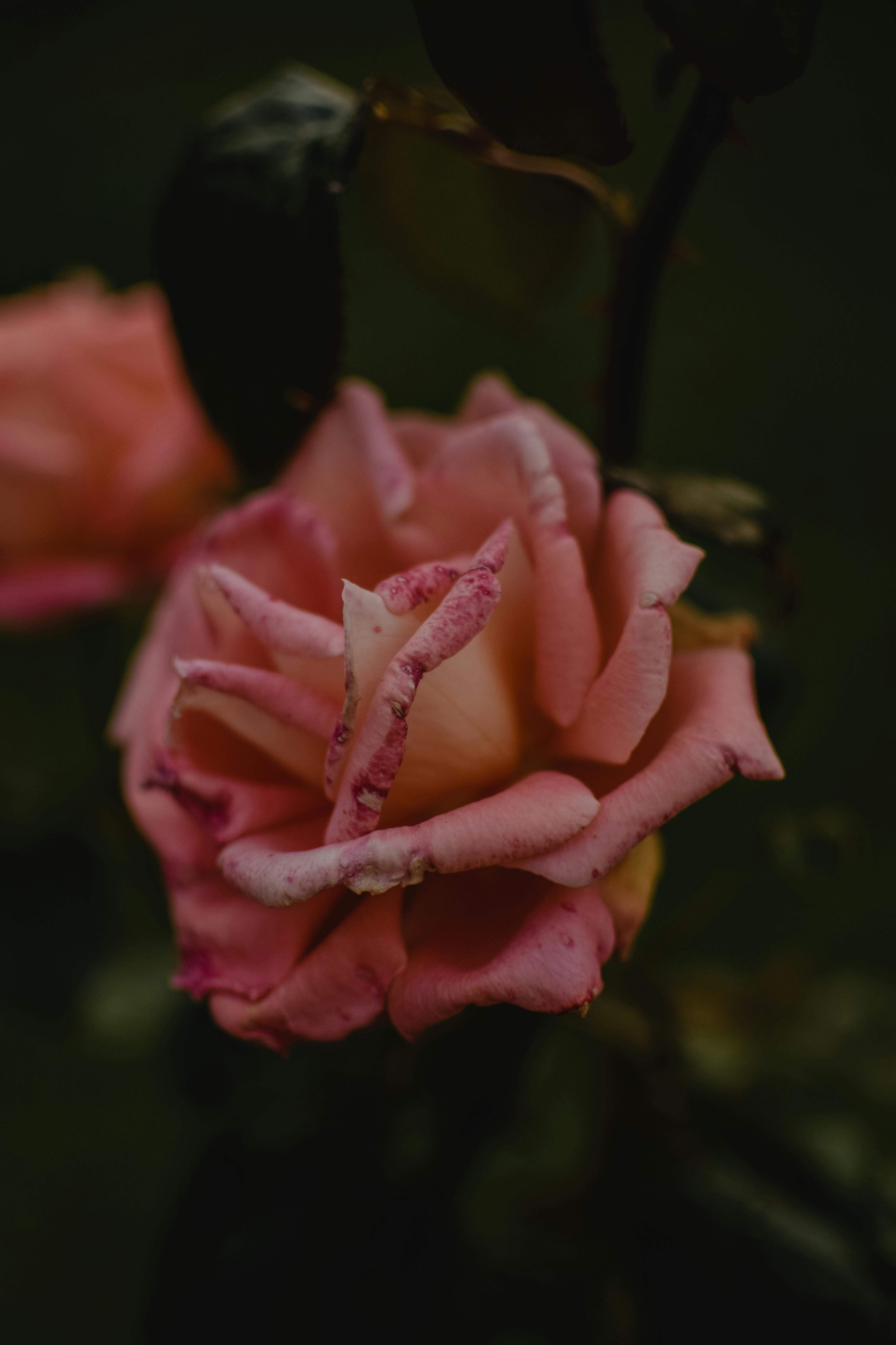 在黑暗的背景下，一朵鲜艳的粉色玫瑰盛开，非常适合花卉主题
