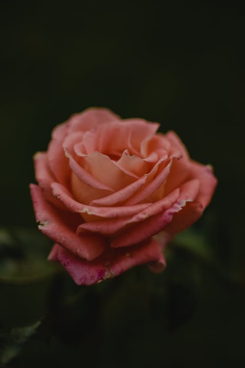 Close-Up Shot of Pink Flower