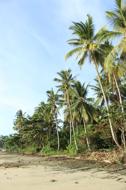 Gratis lagerfoto af kokostræer, lodret skud, natur