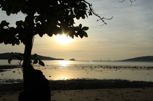 Free stock photo of aspen trees, at the beach, early morning Stock Photo