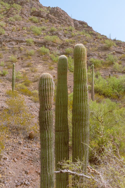 Green Cactus on the Field