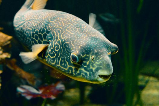 水族箱中，一条图案生动的鱼正在游泳的详细特写
