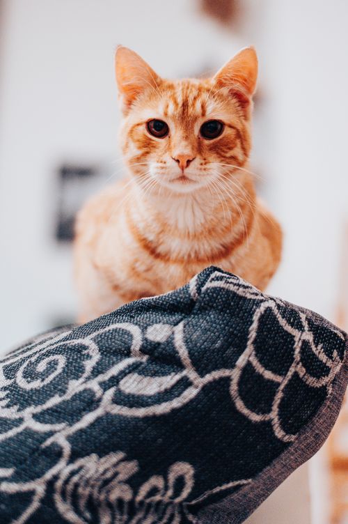 Free A cute orange tabby cat sits on a patterned blanket, gazing intently at the camera. Stock Photo