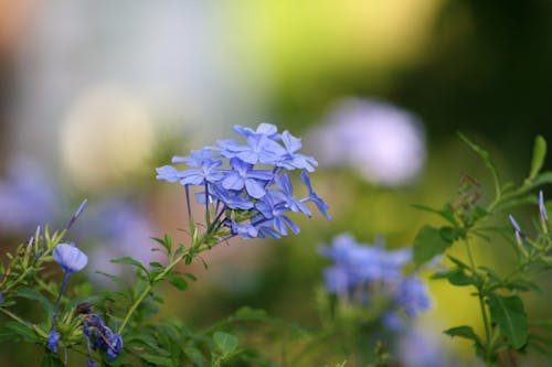 Free Ảnh lưu trữ miễn phí về hoa, Hoa màu xanh Stock Photo