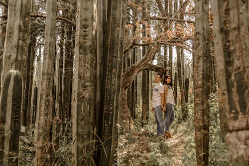 Ingyenes stockfotó boldogság, erdő, fák témában