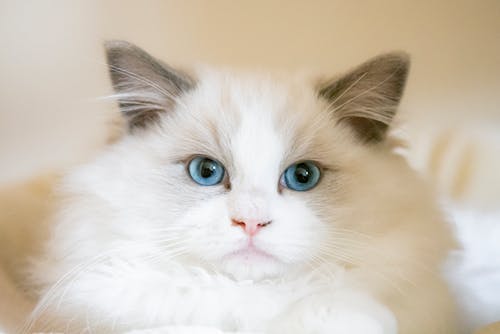 Free Close Up Photo of a Cute Cat Stock Photo