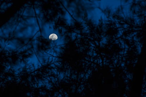 Immagine gratuita di cieli blu, foglie, luna piena