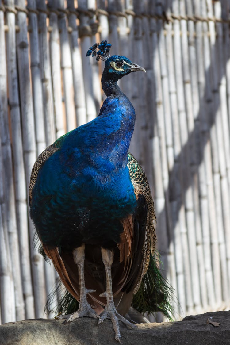 Blue And Green Peacock