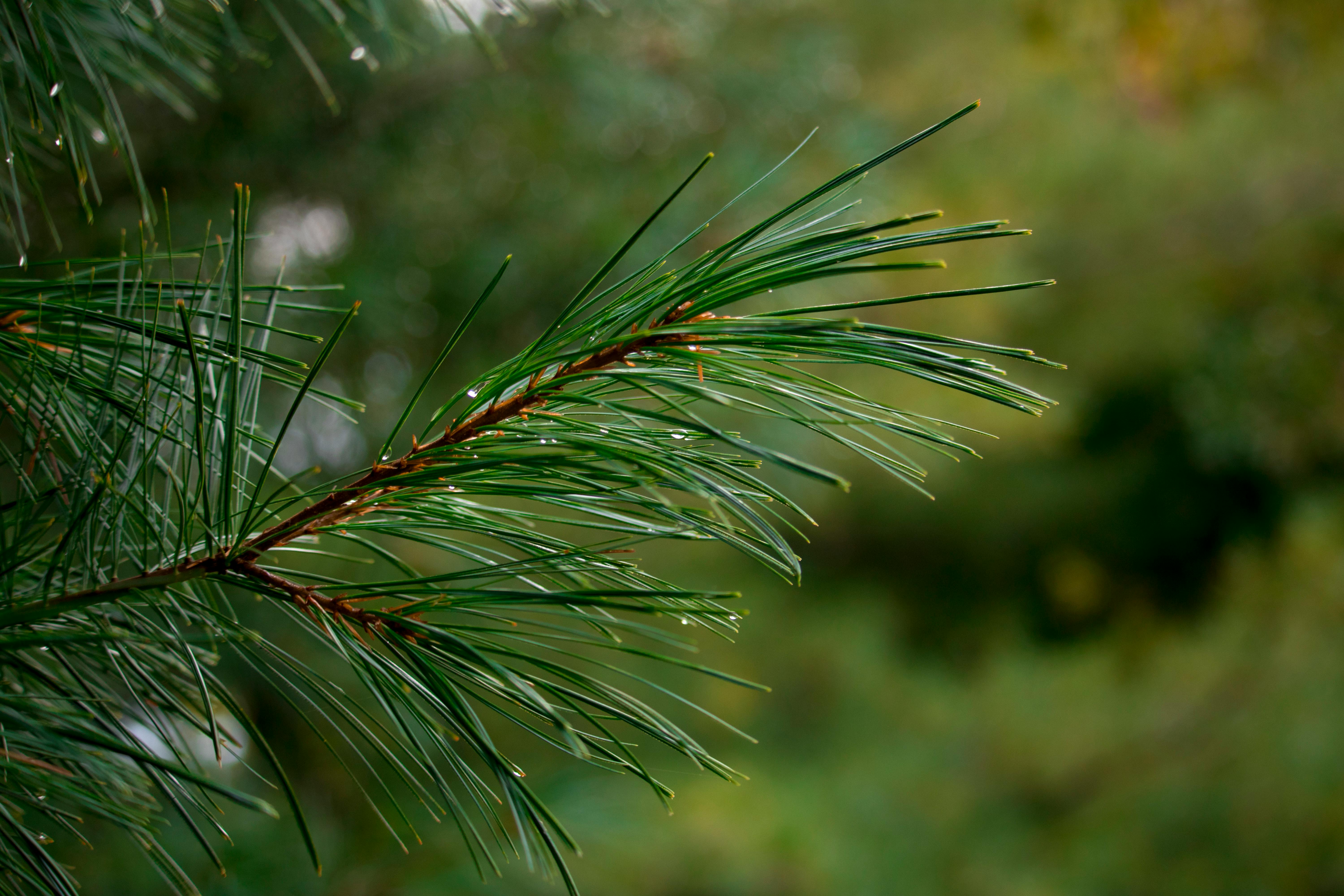Free stock photo of Closeup Pine Needles, pine tree, tree