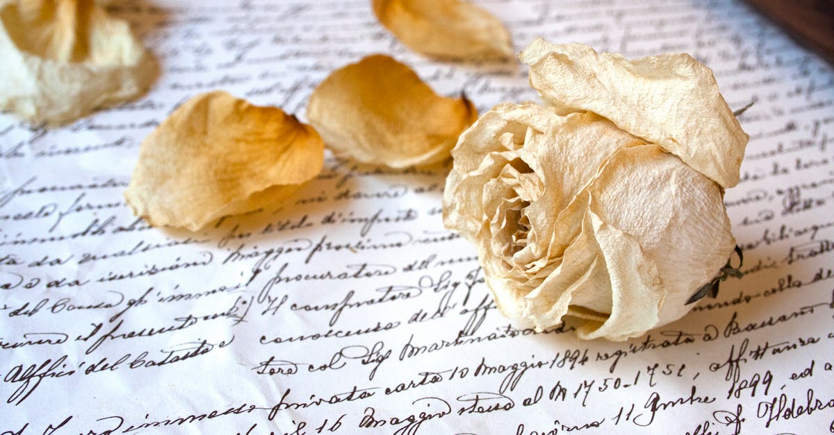 Dried rose petals for tea