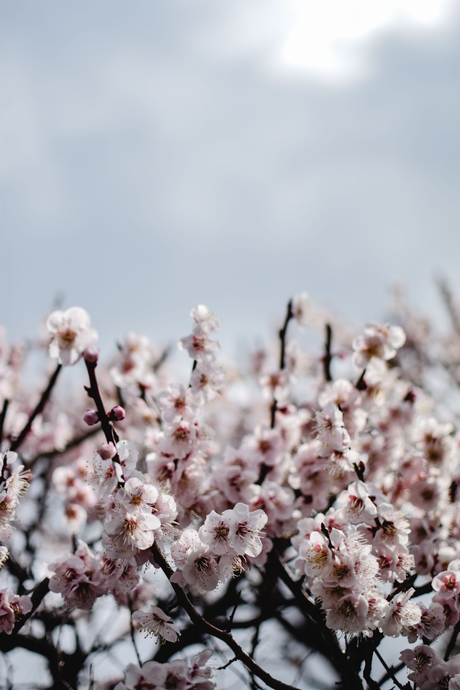 White And Pink Cherry Blossom Flowers In Bloom Free Stock Photo white-and-pink-cherry-blossom-flowers-in-bloom-free-stock-photo