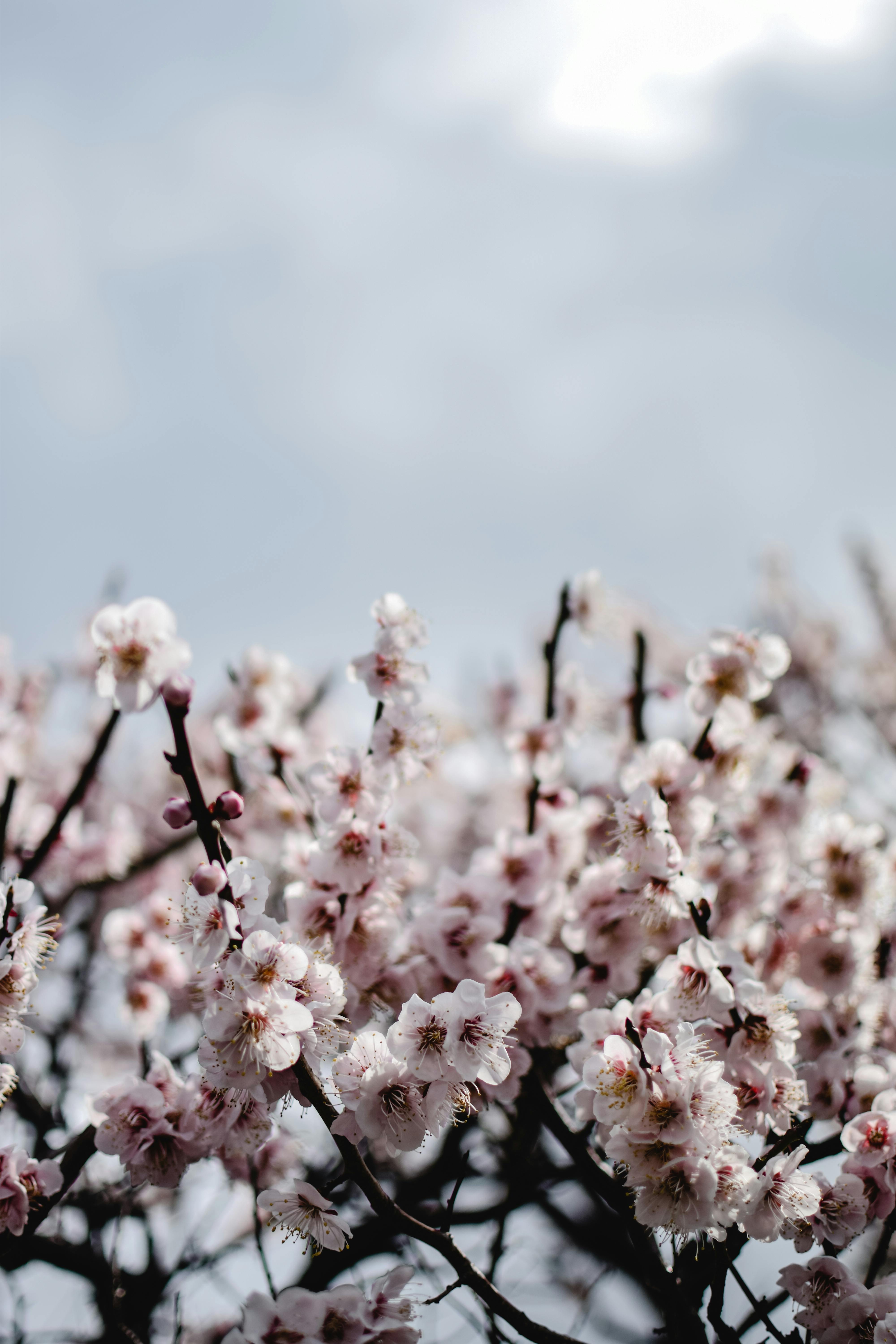 Plum Blossom Photos, Download The BEST Free Plum Blossom Stock Photos & HD Images Plum Blossom Photos, Download The BEST Free Plum Blossom Stock Photos & HD Images