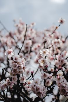 樱花盛开，天空晴朗，尽显春意