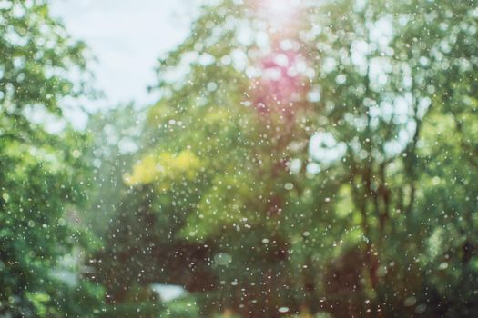 A blurry view of a lush green forest with raindrops falling, creating a serene and tranquil atmosphere.