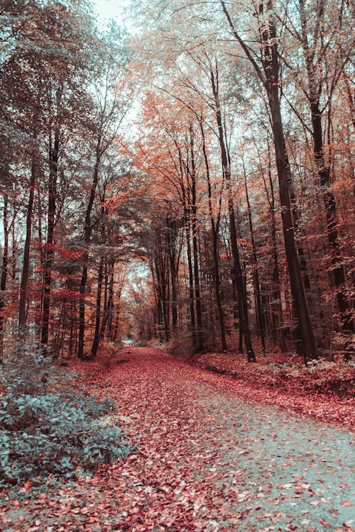 Gratuit Photos gratuites de arbres, automne, chemin Photos