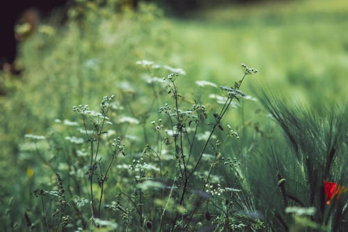 White Flower on the Field