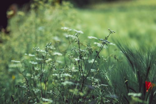 Free Close-up of wildflowers in a verdant field, embodying the essence of spring nature. Stock Photo
