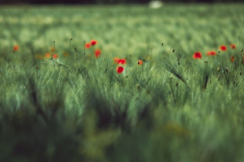 Free Red Flowers on Green Grass Field Stock Photo