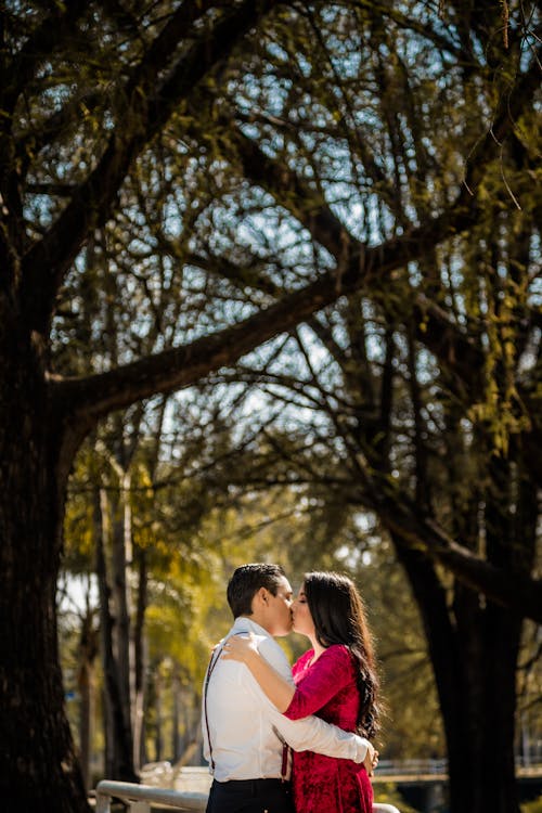 Immagine gratuita di alberi grandi, amore, baciando