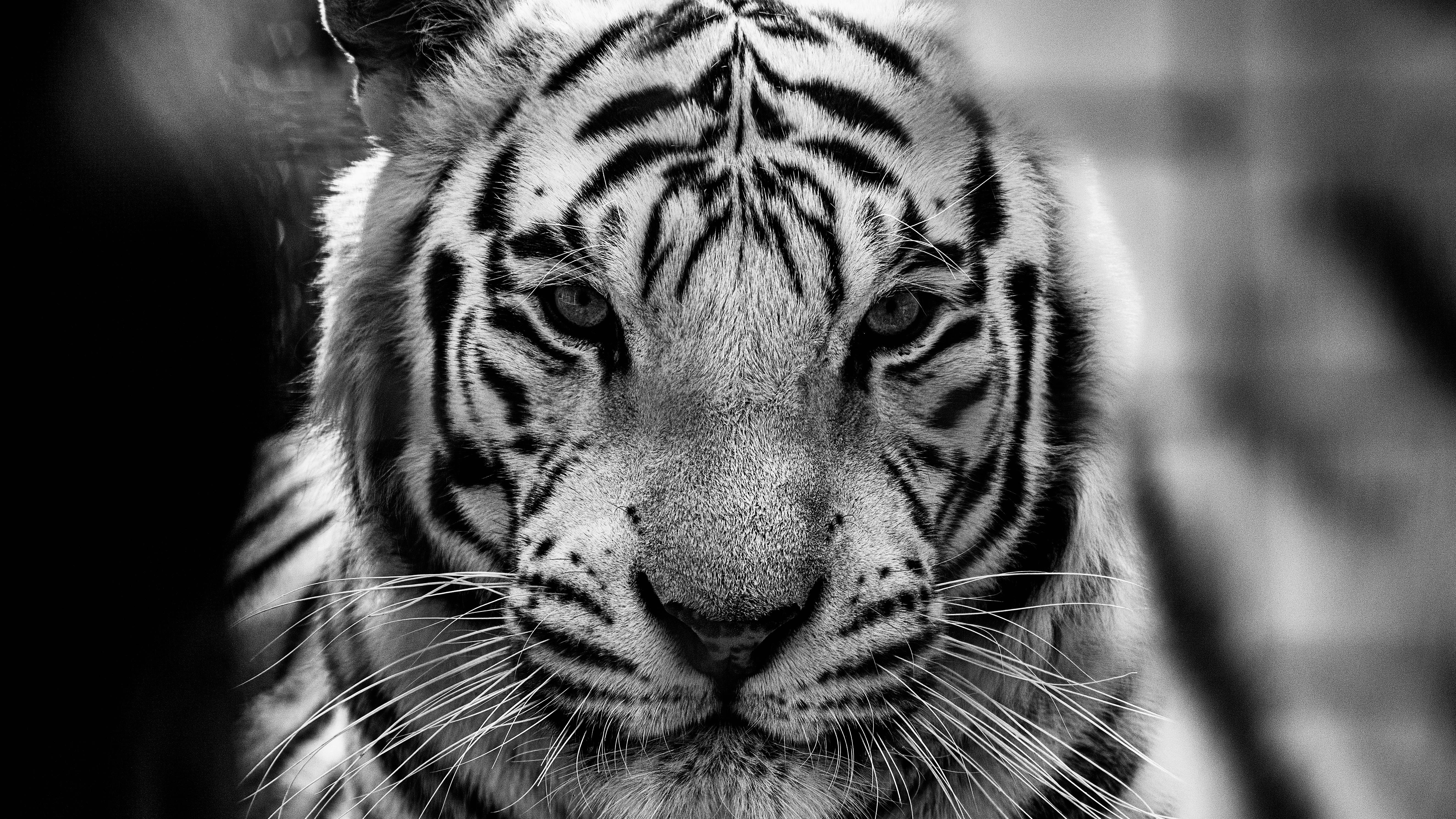 white tiger face wallpaper