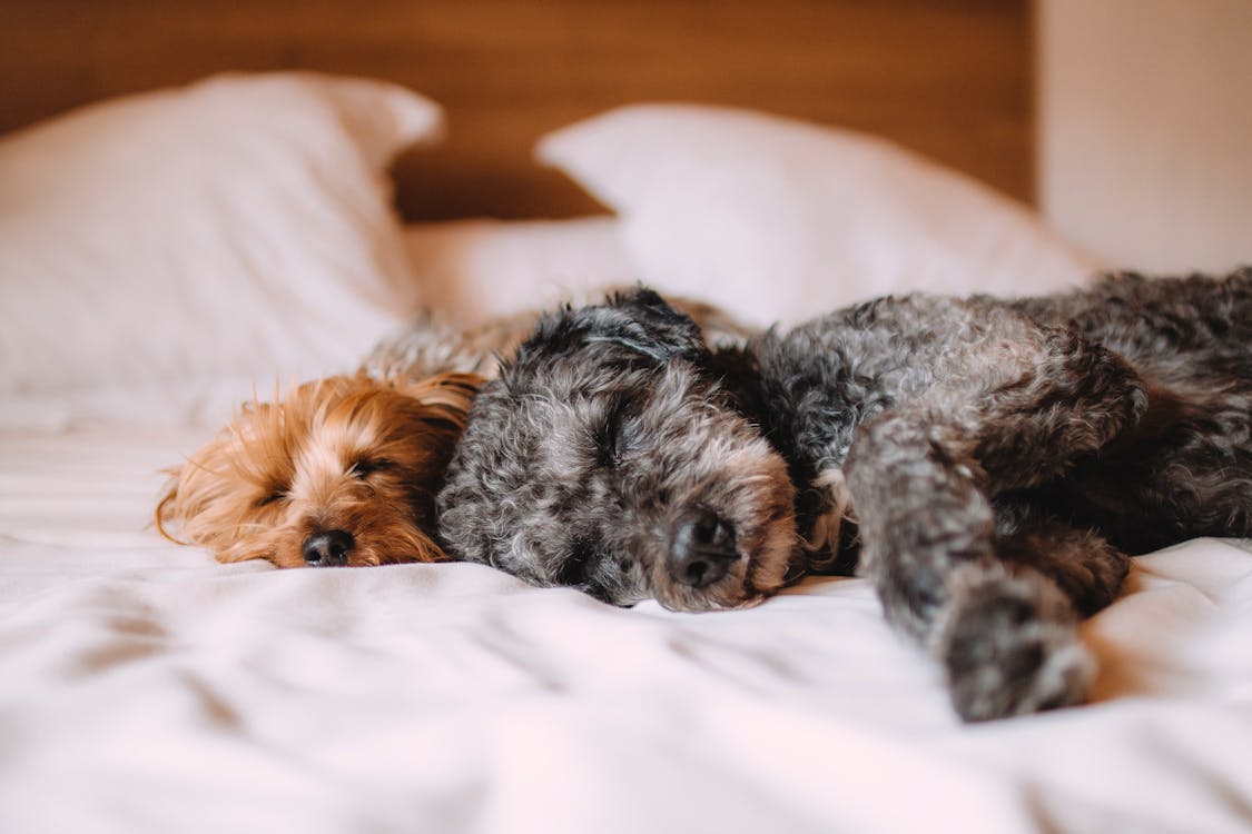 Deux Chiots Gris Et Brun à Poil Court Allongé Sur Du Textile Blanc