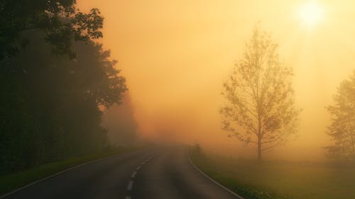 Free Asphalt Road Between Trees on a Foggy Day  Stock Photo