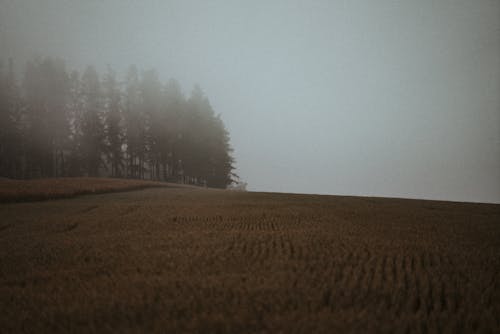 Foto profissional grátis de ao ar livre, área, árvores