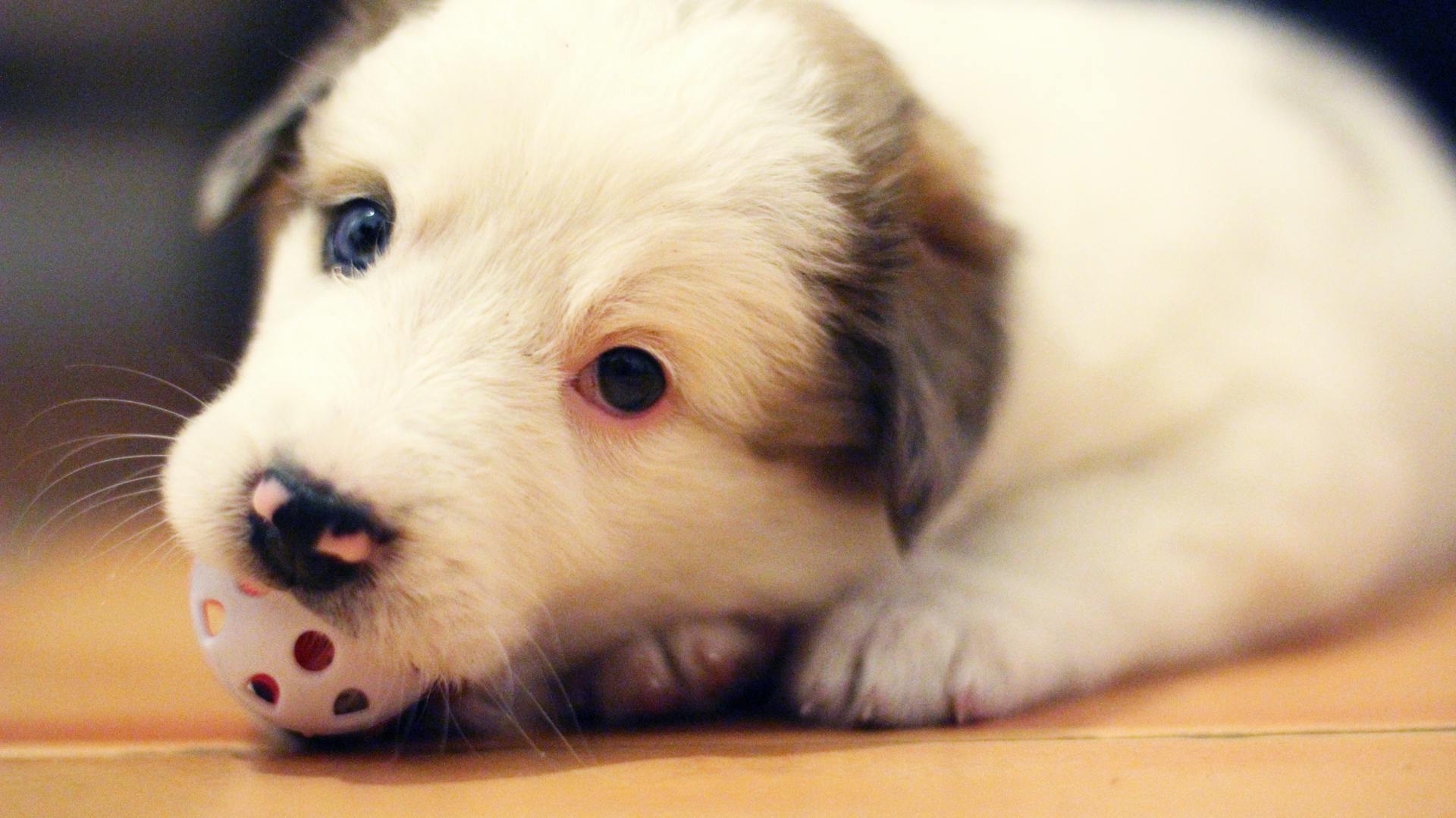 Puppy Playing Ball