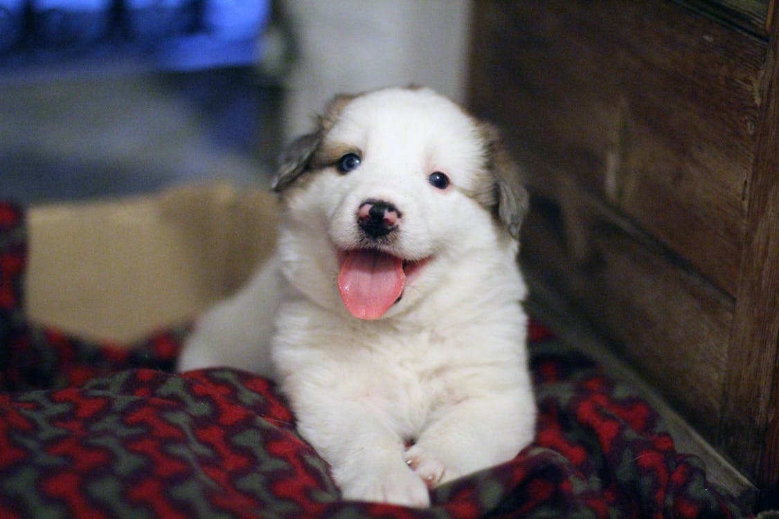 Free stock photo of dog, doggy, happy dog