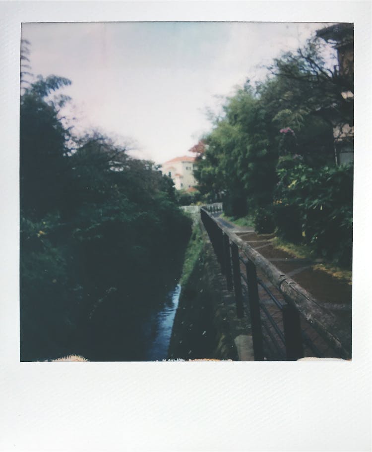 Printed Photo Of Green Trees Beside A River