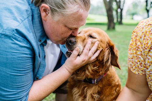 Vrouw In Blauw Poloshirt Met Bruine Korte Gecoate Hond