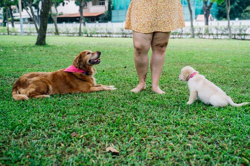 Free A woman stands barefoot in a park with a golden retriever and a puppy, showcasing a joyful outdoor moment. Stock Photo