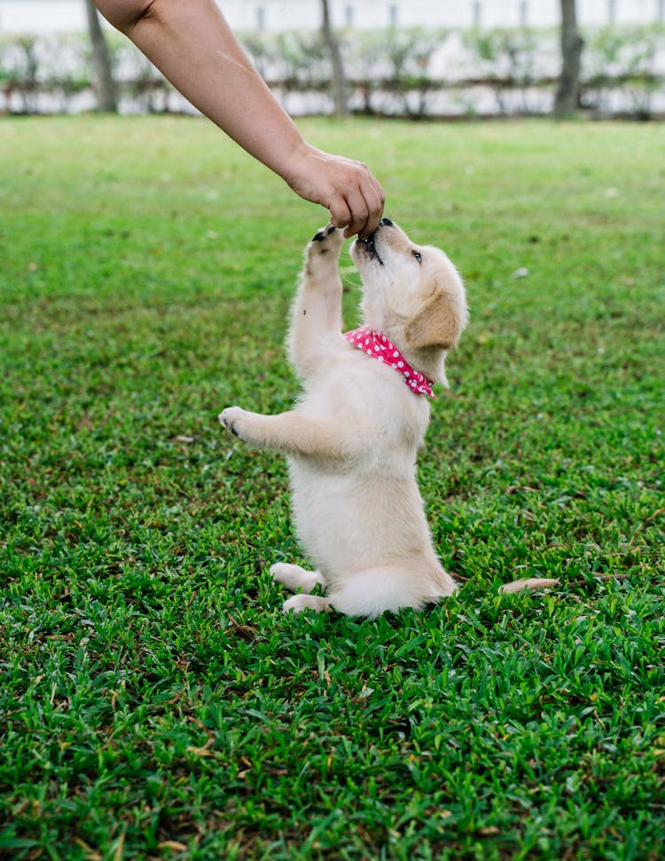 Photo Of A Person's Hand Feeding A Golden Retriever Puppy