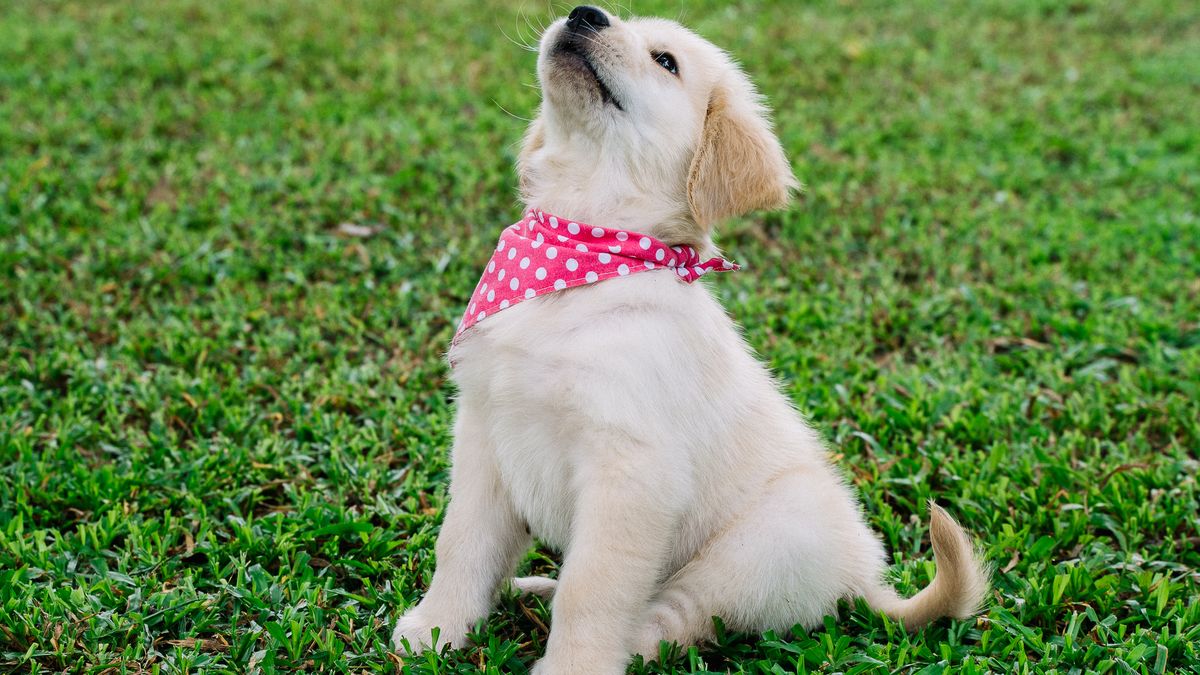 Propreté du chiot : méthodes efficaces pour lapprentissage