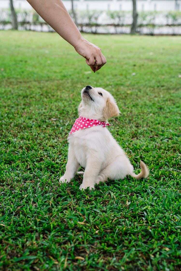 Photograph Of A Person Feeding A Golden Retriever Puppy