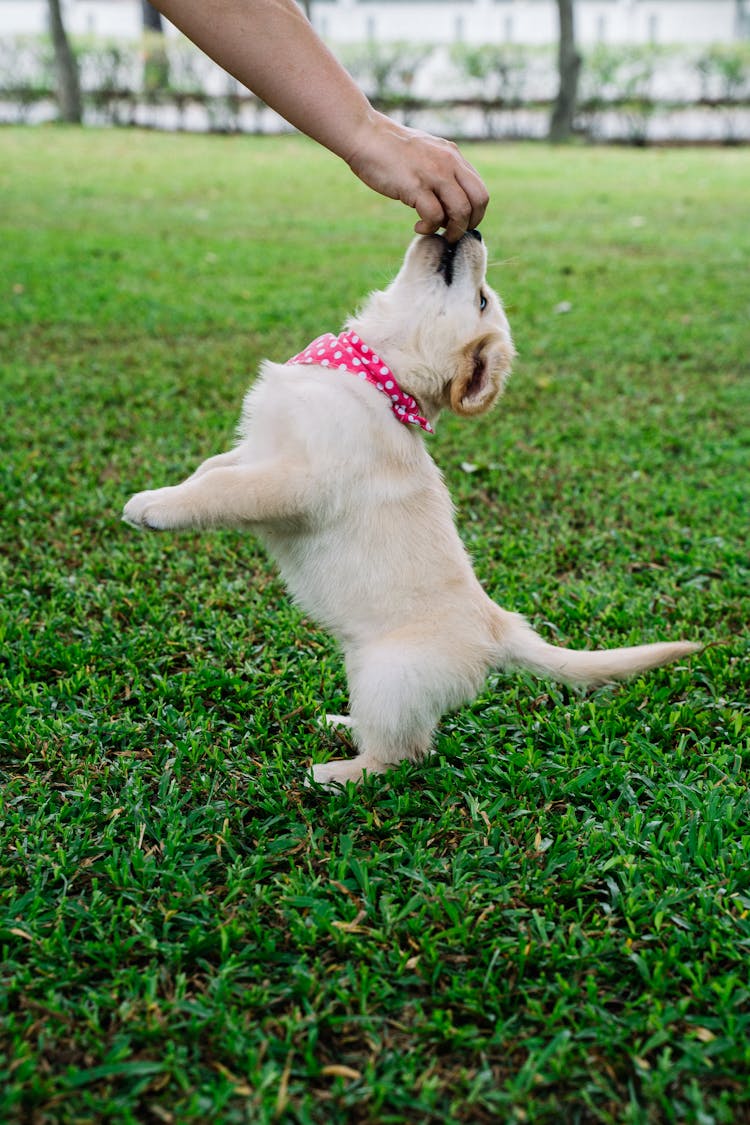 Photo Of A Person's Hand Feeding A Golden Retriever Puppy On The Grass