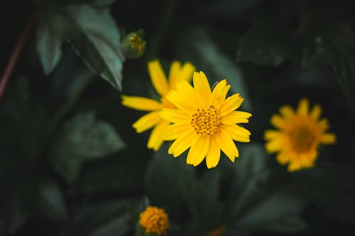 Kostnadsfri bild av blomfotografi, blomning, grunda fokus