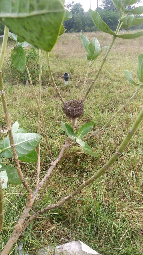 Free stock photo of bird nest, green, leaves Stock Photo