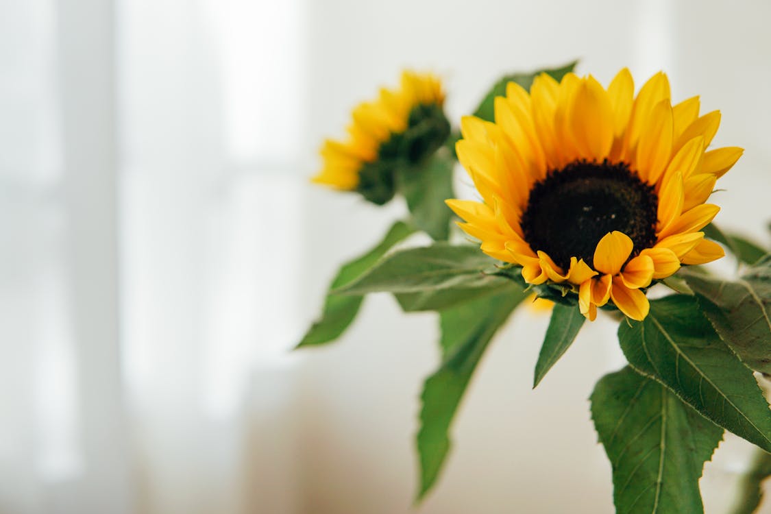 Free Bright fresh flowers with green leaves and stems in bunch placed in sunny room Stock Photo