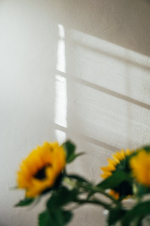 Free Gratis arkivbilde med anlegg, blad, blomst Stock Photo